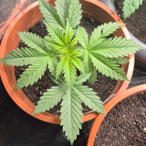Puple punch  6 growlog timeline photo
