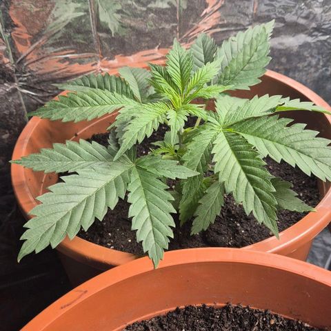 Puple punch  6 growlog timeline photo