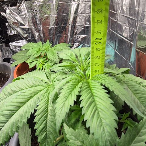 7 Punchi PURPLE PUNCH (photo) growlog photo: Hab gestern mind. 1  Erde aufgeschüttet 