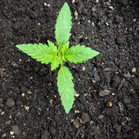 Karli - SHISKABERRY (auto) growlog photo: Frisch besprüht 
