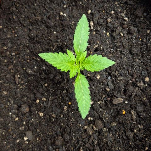 Karli - SHISKABERRY (auto) growlog photo: Frisch besprüht 
