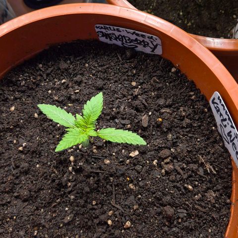 Karli - SHISKABERRY (auto) growlog photo: Frisch besprüht 