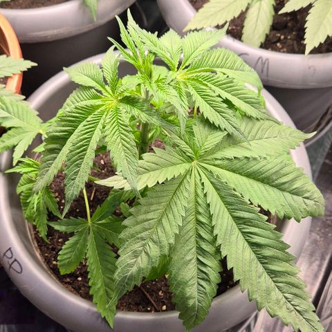 7 Punchi PURPLE PUNCH (photo) growlog timeline photo