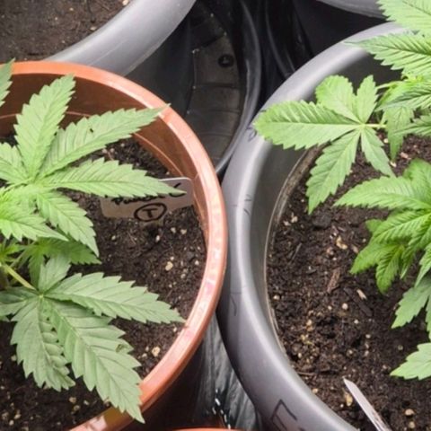 Puple punch  6 growlog photo: Gedund und knackig