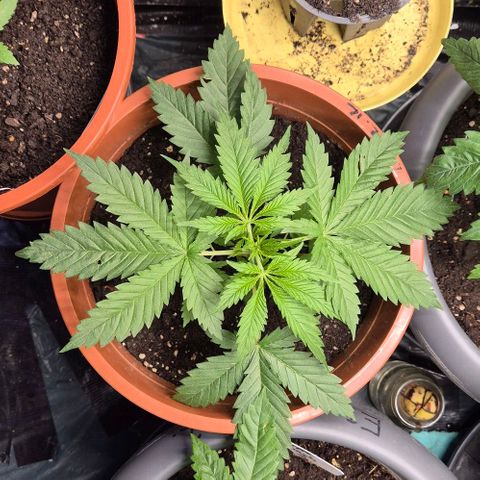 Puple punch  6 growlog photo: Gedund und knackig