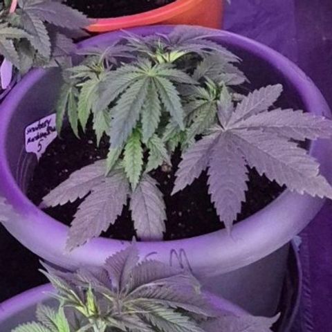 Strawberry Marshmallow growlog photo: Im tagesverlauf