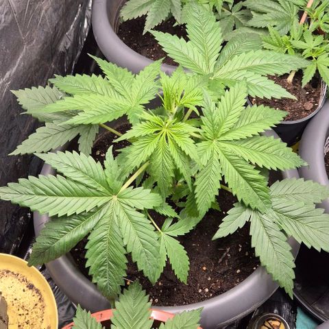 Strawberry Marshmallow growlog photo: Im tagesverlauf