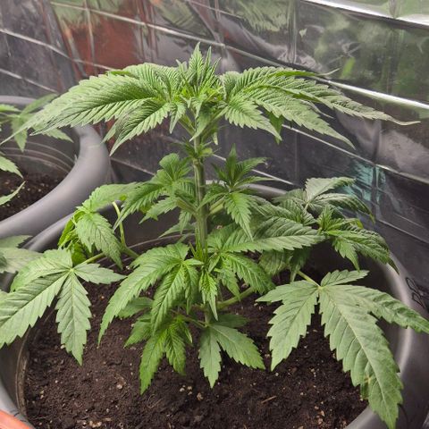 Strawberry Marshmallow growlog photo: Im tagesverlauf
