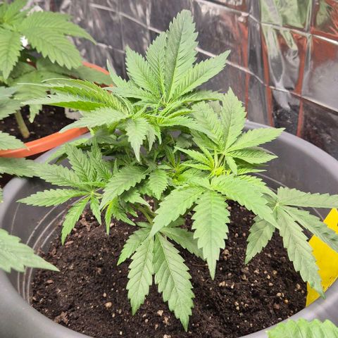Strawberry Marshmallow growlog timeline photo
