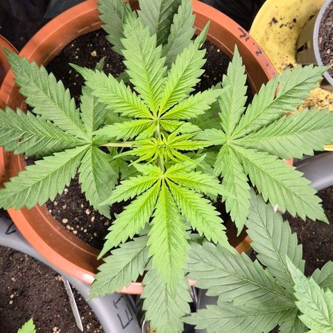 Puple punch  6 growlog timeline photo