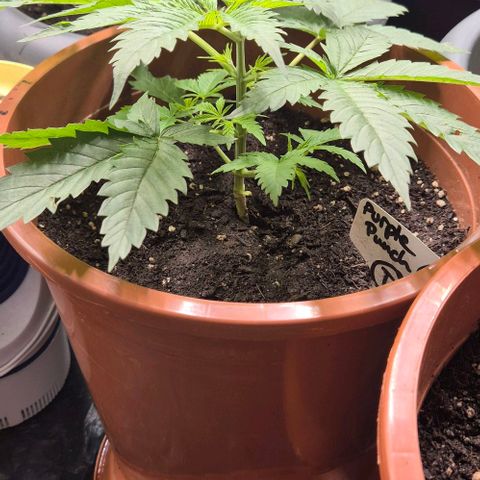 Puple punch  6 growlog timeline photo
