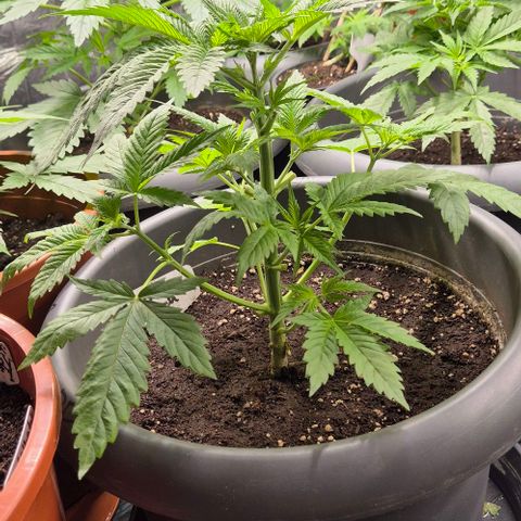 7 Punchi PURPLE PUNCH (photo) growlog timeline photo