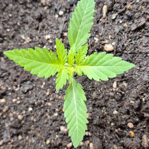 Karli - SHISKABERRY (auto) growlog timeline photo