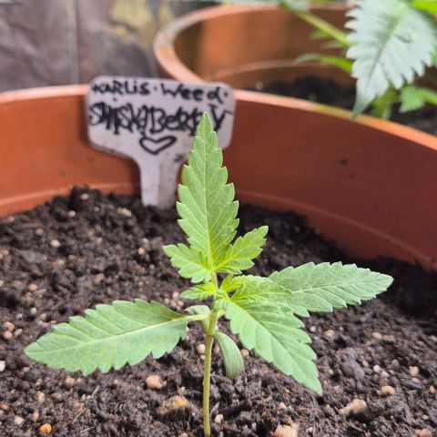 Karli - SHISKABERRY (auto) growlog timeline photo