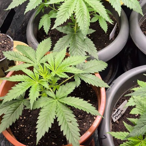 Puple punch  6 growlog timeline photo