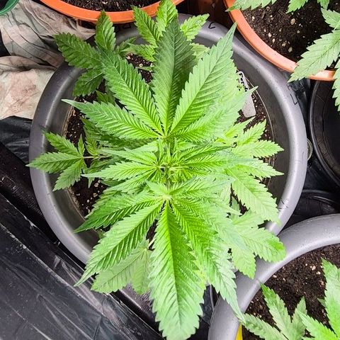 7 Punchi PURPLE PUNCH (photo) growlog timeline photo