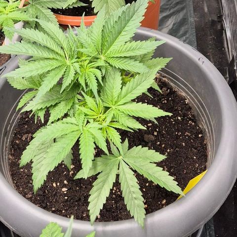 Strawberry Marshmallow growlog timeline photo