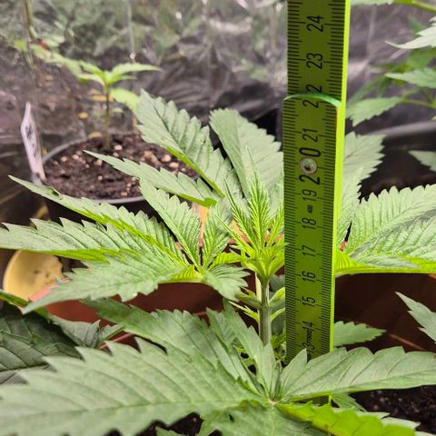 Puple punch  6 growlog timeline photo