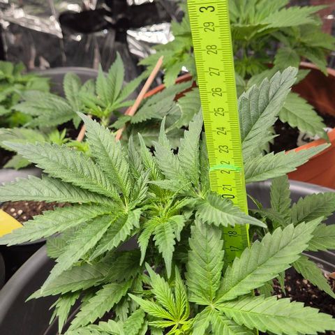 Strawberry Marshmallow growlog timeline photo