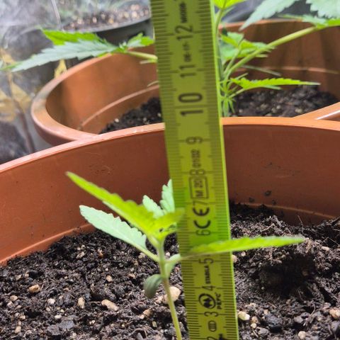 Karli - SHISKABERRY (auto) growlog timeline photo