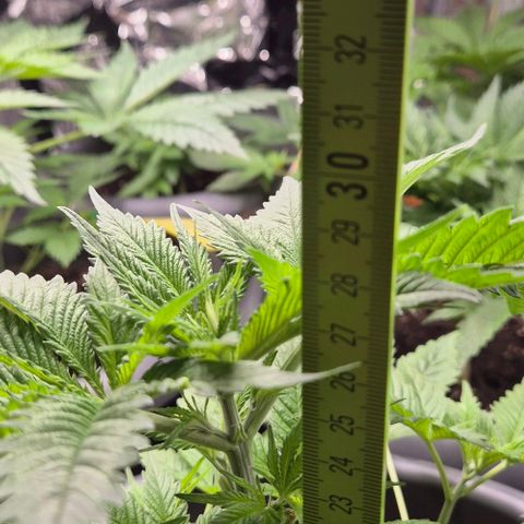 7 Punchi PURPLE PUNCH (photo) growlog timeline photo