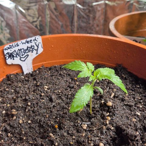 Karli - SHISKABERRY (auto) growlog timeline photo