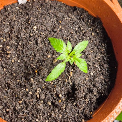Karli - SHISKABERRY (auto) growlog timeline photo