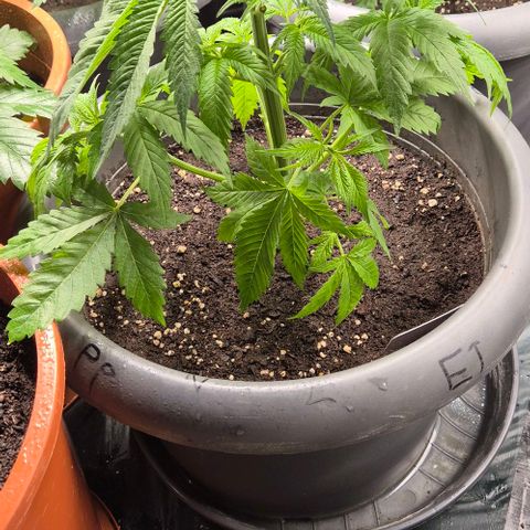 7 Punchi PURPLE PUNCH (photo) growlog timeline photo