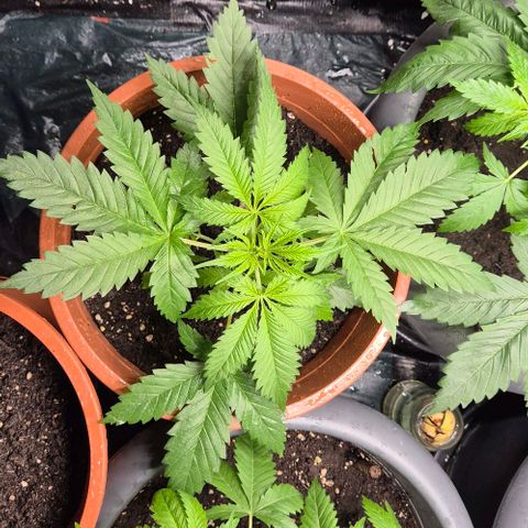 Puple punch  6 growlog timeline photo