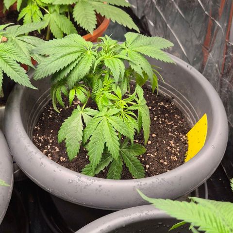 Strawberry Marshmallow growlog timeline photo