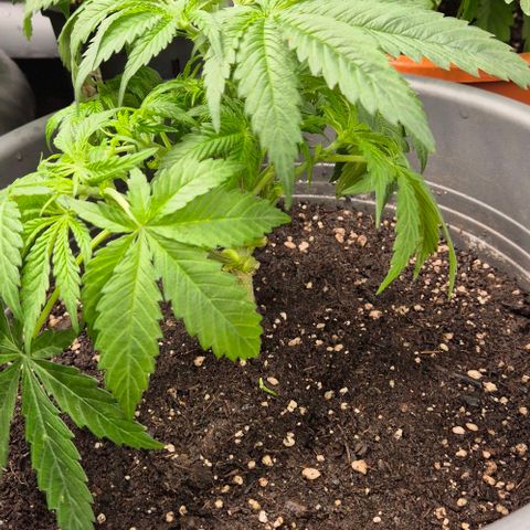 Strawberry Marshmallow growlog timeline photo