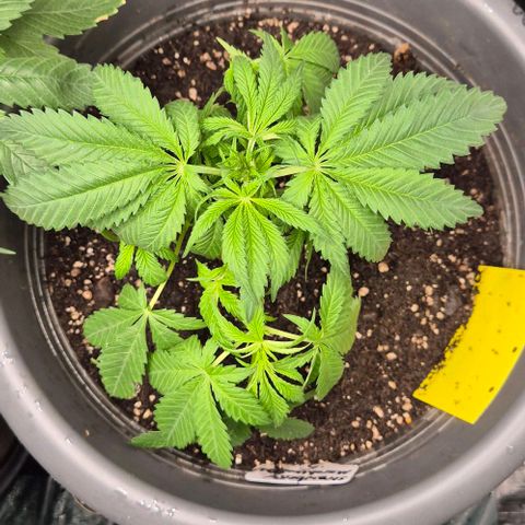 Strawberry Marshmallow growlog timeline photo