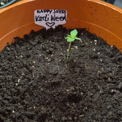Karli - SHISKABERRY (auto) growlog timeline photo