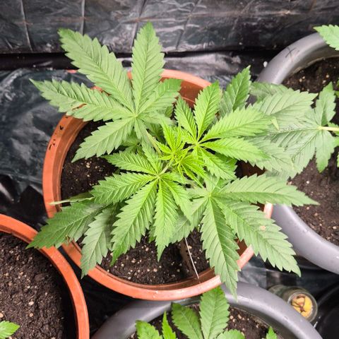 Puple punch  6 growlog timeline photo