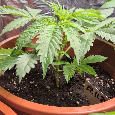 Puple punch  6 growlog timeline photo