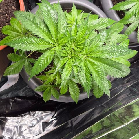 7 Punchi PURPLE PUNCH (photo) growlog timeline photo