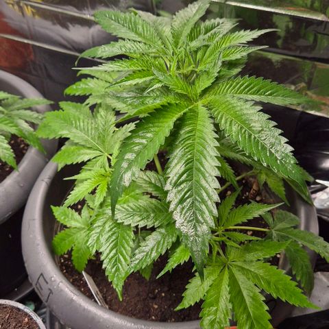 7 Punchi PURPLE PUNCH (photo) growlog timeline photo