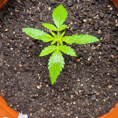 Karli - SHISKABERRY (auto) growlog timeline photo
