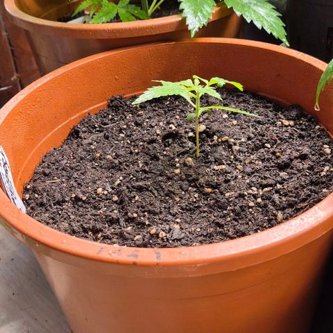 Karli - SHISKABERRY (auto) growlog timeline photo