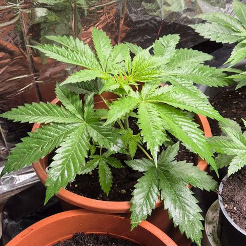 Puple punch  6 growlog timeline photo
