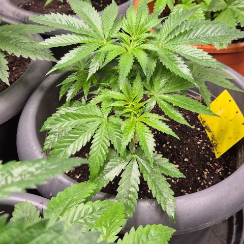 Strawberry Marshmallow growlog timeline photo