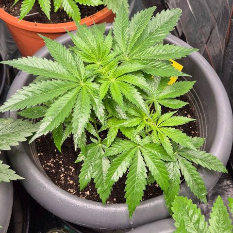 Strawberry Marshmallow growlog timeline photo