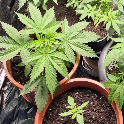 Puple punch  6 growlog timeline photo