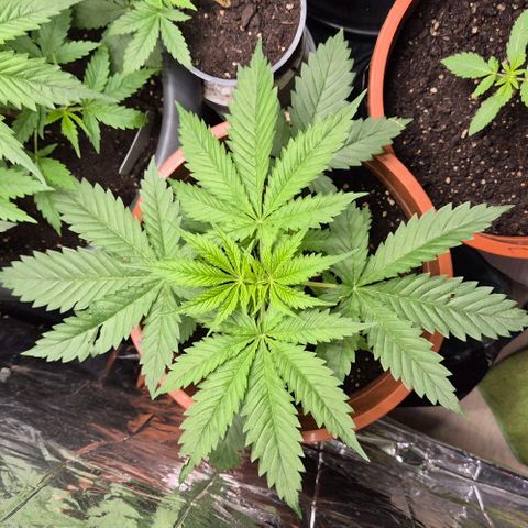 Puple punch  6 growlog timeline photo