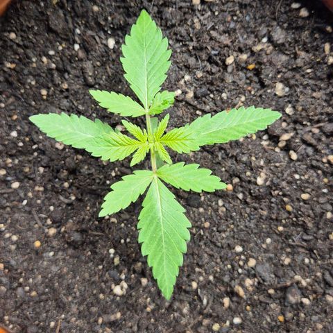 Karli - SHISKABERRY (auto) growlog timeline photo