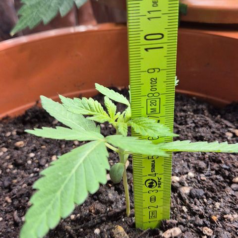 Karli - SHISKABERRY (auto) growlog timeline photo