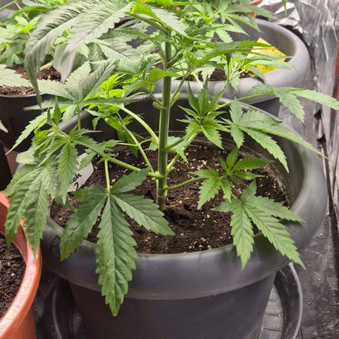 7 Punchi PURPLE PUNCH (photo) growlog timeline photo