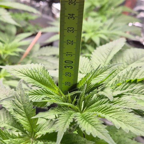 7 Punchi PURPLE PUNCH (photo) growlog timeline photo