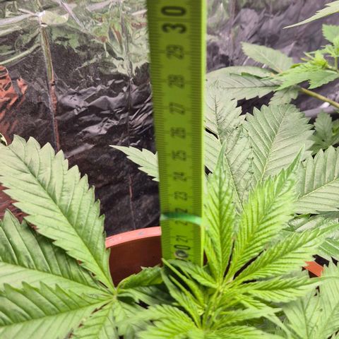 Puple punch  6 growlog timeline photo