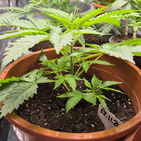Puple punch  6 growlog timeline photo